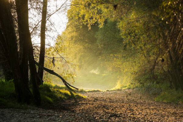 🌸 Licht und Leben: Frühlingsfotografie im Helenental 🌿