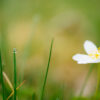 Kleine Welt, große Wirkung: Makrofotografie im Frühling - Image 6