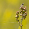 Kleine Welt, große Wirkung: Makrofotografie im Frühling - Image 5